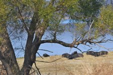 Hagerman NWR sm_00002.jpg