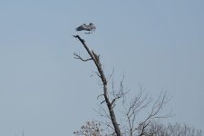 Hagerman NWR sm_00007.jpg