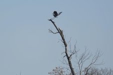 Hagerman NWR sm_00008.jpg