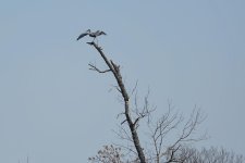 Hagerman NWR sm_00010.jpg