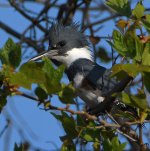 Kingfisher2.jpg