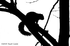 squirrel silh hi res N 500_0702.jpg