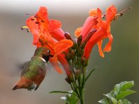 Hummer.jpg