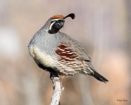 Quail-500.jpg