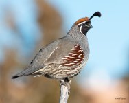 Quail-501.jpg