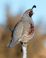 Quail-502.jpg