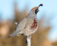 Quail-503.jpg