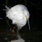 Egret.jpg