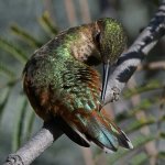Hummer27.jpg