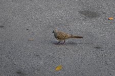 birdy-walk-1-2.jpg