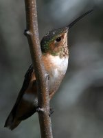 Hummer36.jpg