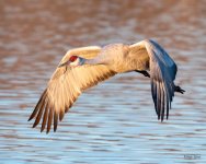 CraneFlight-524.jpg