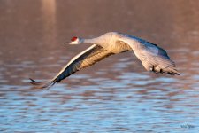 CraneFlight-525.jpg