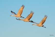 CraneFlight-527.jpg