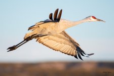 CraneFlight-529.jpg