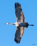 CraneFlight-530.jpg