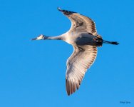 CraneFlight-531.jpg