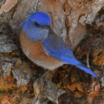Bluebird2.jpg