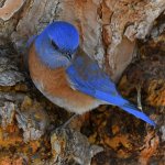Bluebird3.jpg