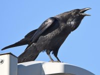 Crow2.jpg