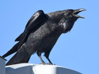 Crow4.jpg