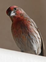 Finch2.jpg