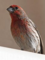 Finch3.jpg