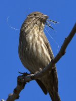 Finch3.jpg