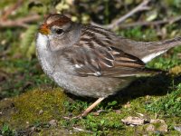 Sparrow3.jpg