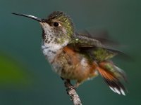 Hummer10.jpg