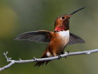 Hummer24.jpg