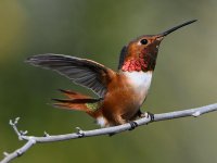Hummer26.jpg