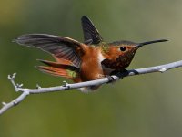 Hummer27.jpg