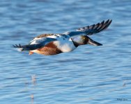ShovelerOneLegLanding-500.jpg