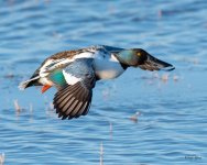 ShovelerOneLegLanding-501.jpg