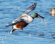 ShovelerOneLegLanding-502.jpg