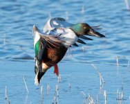ShovelerOneLegLanding-503.jpg