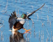 ShovelerOneLegLanding-504.jpg