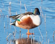 ShovelerOneLegLanding-505.jpg