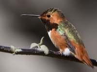Hummer28.jpg