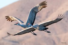CraneFlight-535.jpg