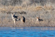CoyotePair-500.jpg