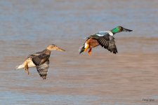 ShovelerFlight-545.jpg