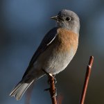 Bluebird.jpg