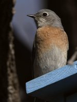 Bluebird6.jpg