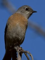 Bluebird8.jpg