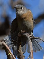 Bluebird12.jpg