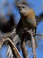 Bluebird13.jpg