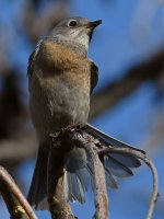 Bluebird15.jpg