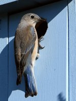 Bluebird17.jpg